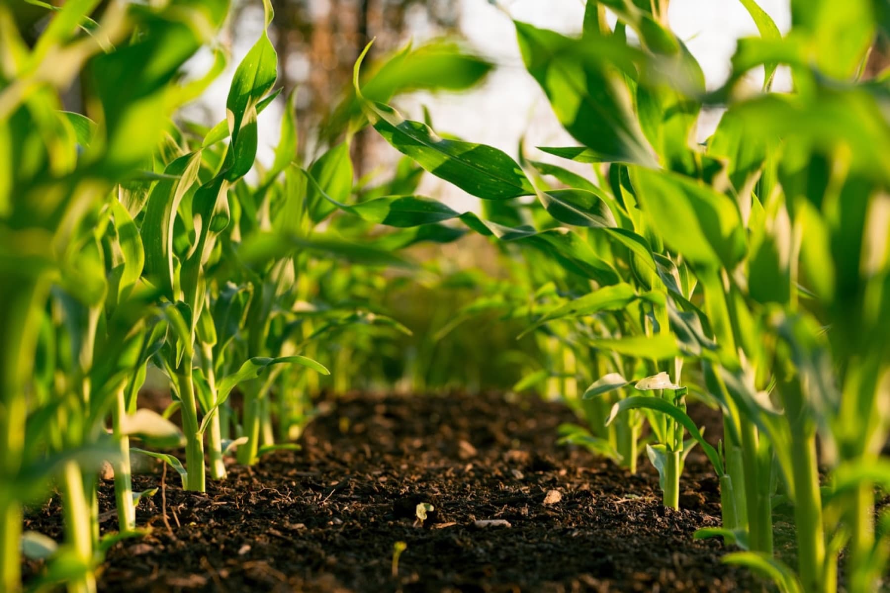 Fresh green crops growing in a field — Pinaaki Agro Industries